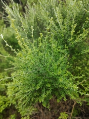 Adenocarpus foliolosus