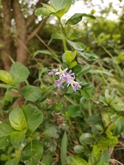 Ehretia rigida