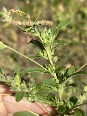 Axyris amaranthoides