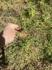 Axyris amaranthoides