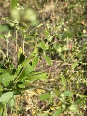 Axyris amaranthoides