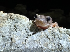 Aneides lugubris