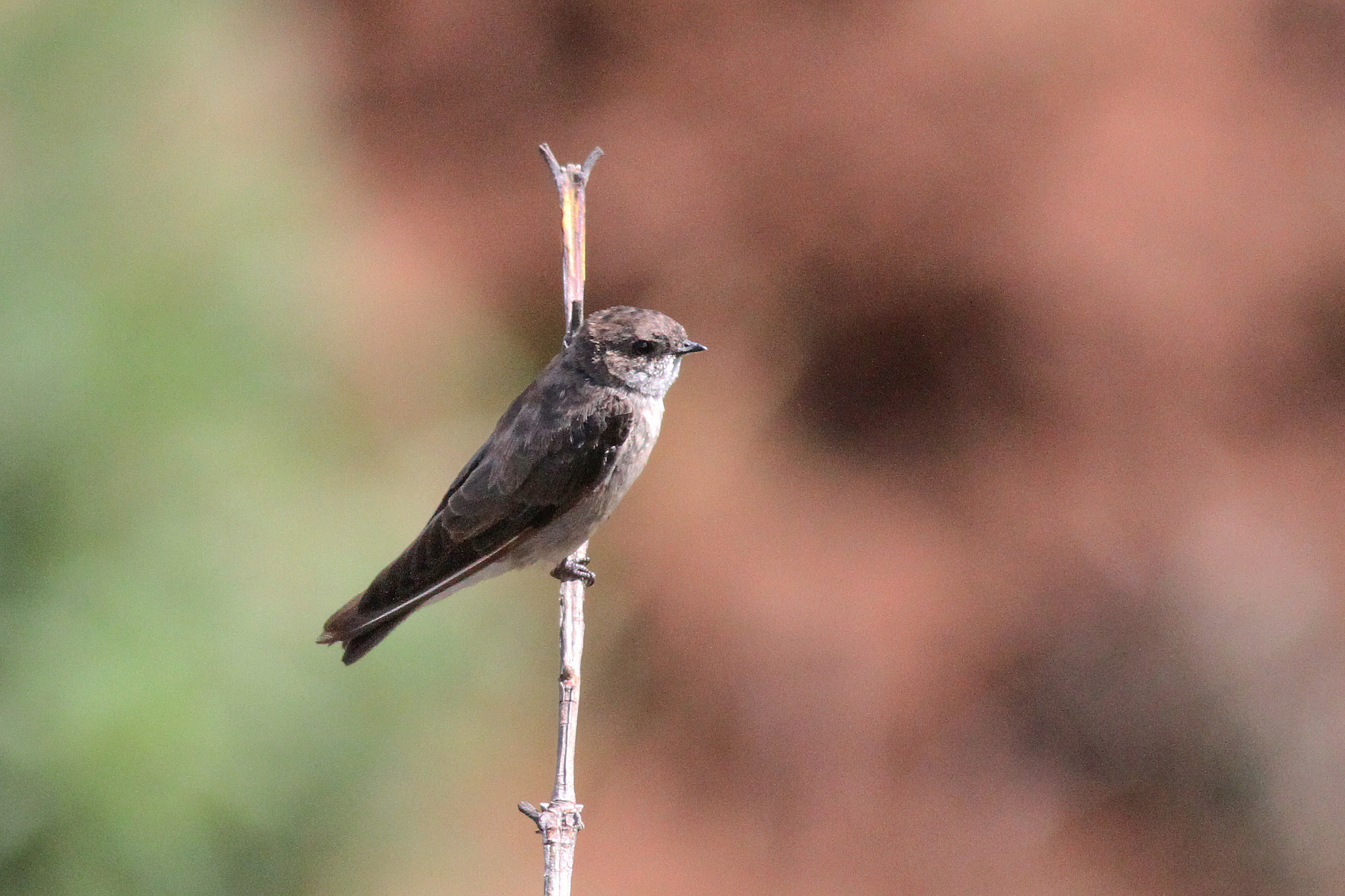 Madagascar Martin illustration