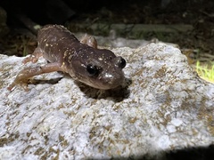 Aneides lugubris