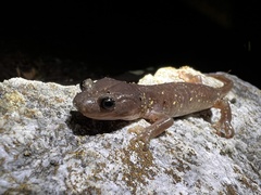 Aneides lugubris