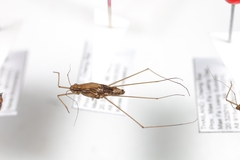 Tenagogonus