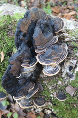 Phellinus nigricans