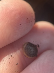 Polygyra cereolus