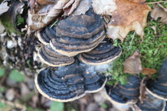 Phellinus nigricans