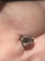 Polygyra cereolus