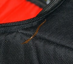 Cratera pseudovaginuloides