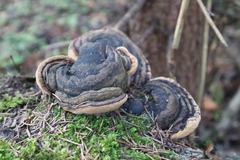 Phellinus nigricans