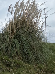Cortaderia nitida