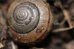 Helminthoglypta traskii