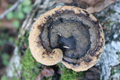 Phellinus nigricans