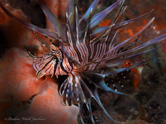 Pterois volitans