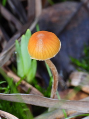 Galerina semilanceata