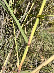 Arundo donax