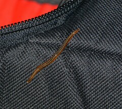 Cratera pseudovaginuloides