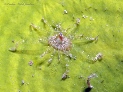 Bunodeopsis globulifera