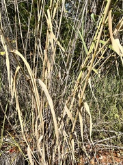 Arundo donax