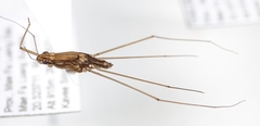 Tenagogonus