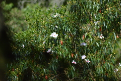 Microlicieae