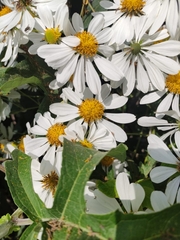 Montanoa bipinnatifida