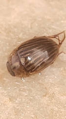 Tropisternus collaris