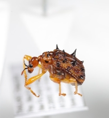 Hoplapoderus