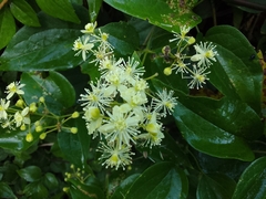 Clematis dioica