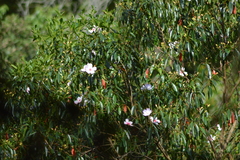 Microlicieae