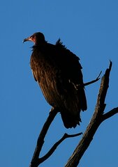Necrosyrtes monachus