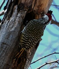Campethera bennettii