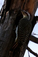 Campethera bennettii