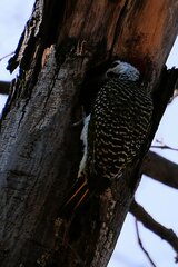 Campethera bennettii