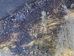 Asclepias subverticillata