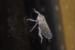 Phlepsius intricatus