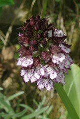Orchis purpurea