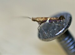 Caloptilia stigmatella
