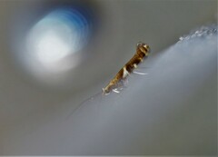 Caloptilia stigmatella