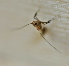 Caloptilia stigmatella