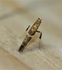 Caloptilia stigmatella