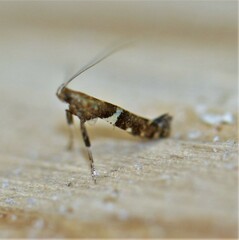 Caloptilia stigmatella