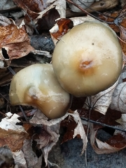 Psilocybe ovoideocystidiata