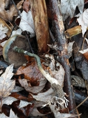 Psilocybe ovoideocystidiata