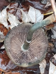 Psilocybe ovoideocystidiata