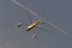 Limnoporus notabilis