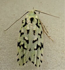 Izatha peroneanella