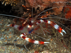 Stenopus hispidus